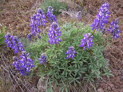 Lupinus sericeus