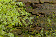 Lophocolea heterophylla