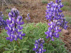 Lupinus sericeus