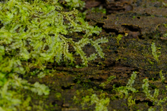 Lophocolea heterophylla