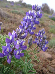 Lupinus sericeus