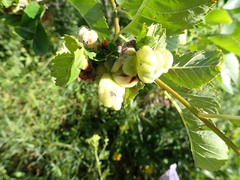 Eriosoma lanuginosum