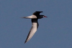 Sterna hirundo hirundo