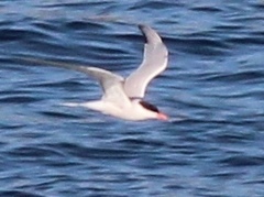 Sterna hirundo hirundo