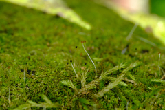 Lophocolea heterophylla