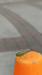 Conocephalus fasciatus