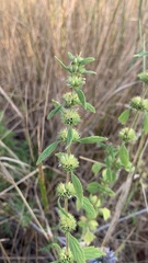 Chaiturus marrubiastrum