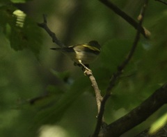 Vermivora chrysoptera