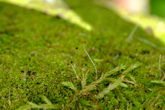 Lophocolea heterophylla