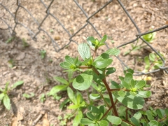 Portulaca