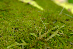 Lophocolea heterophylla