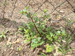 Portulaca