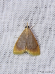 Lepidoplaga flavicinctalis