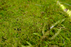 Lophocolea heterophylla