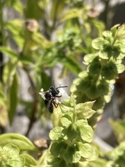 Megachilini