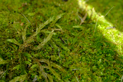 Lophocolea heterophylla