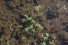 Callitriche