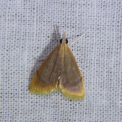 Lepidoplaga flavicinctalis