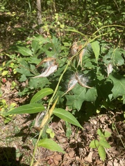 Vincetoxicum nigrum