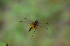 Aethriamanta brevipennis