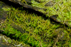 Lophocolea heterophylla
