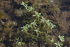 Callitriche