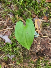 Maianthemum bifolium