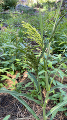 Sorghum bicolor