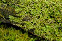 Lophocolea heterophylla