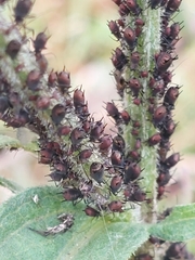 Uroleucon jaceae
