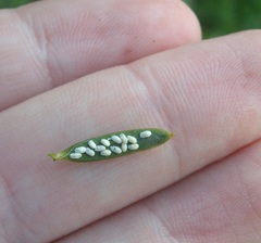 Madarococcus totarae