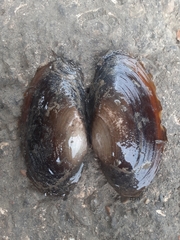 Unionidae