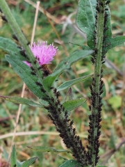 Uroleucon jaceae
