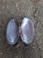 Unionidae