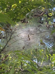 Hyphantria cunea
