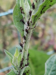Uroleucon jaceae