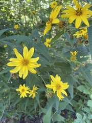 Helianthus