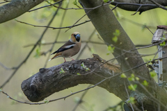 Coccothraustes coccothraustes