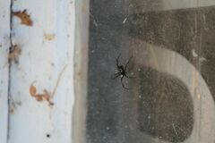 Latrodectus variolus