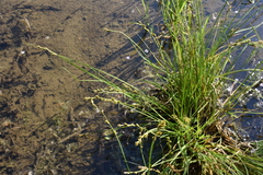 Carex canescens