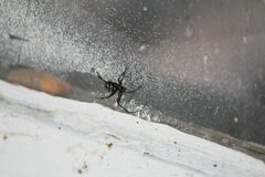 Latrodectus variolus