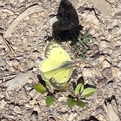Colias philodice