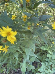 Helianthus