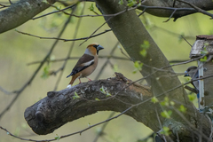 Coccothraustes coccothraustes