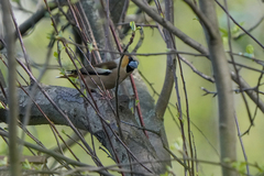Coccothraustes coccothraustes