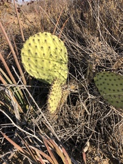 Opuntia littoralis