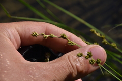 Carex canescens