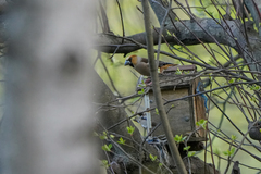 Coccothraustes coccothraustes