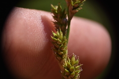 Carex canescens