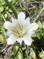 Gentiana newberryi tiogana
